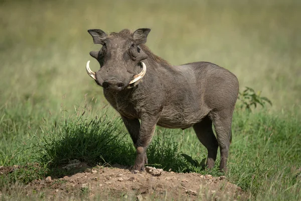 Common warthog stands on mound eyeing camera — Stock Photo, Image