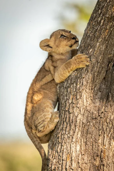 Close-up of lion cub climbing tree trunk — Stock Photo, Image