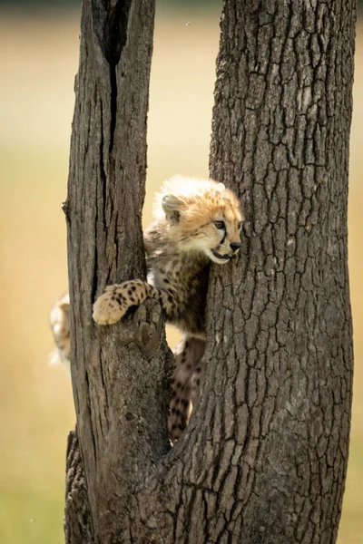 Guépard se tient entre les branches de l'arbre — Photo