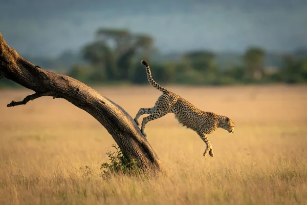 Cheetah salta del árbol hacia la hierba — Foto de Stock