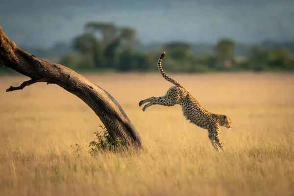 Cheetah jumps down from tree in savannah — Stock Photo, Image