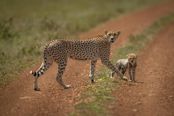 Cheetah en Cub cross track in de zon — Stockfoto