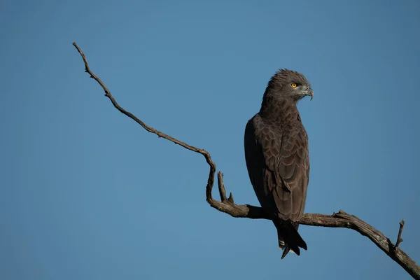 Aguila serpiente marrón en rama muerta girando cabeza — Foto de Stock