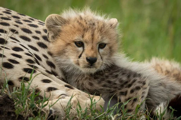 Cheetah cub lies snuggling up with mother