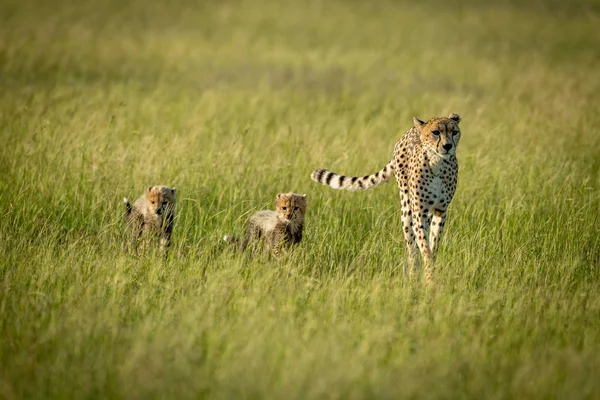 Female cheetah and two cubs cross savannah — Stock Photo, Image