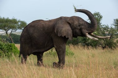 Afrika fili ot yerken gövde kaldırma