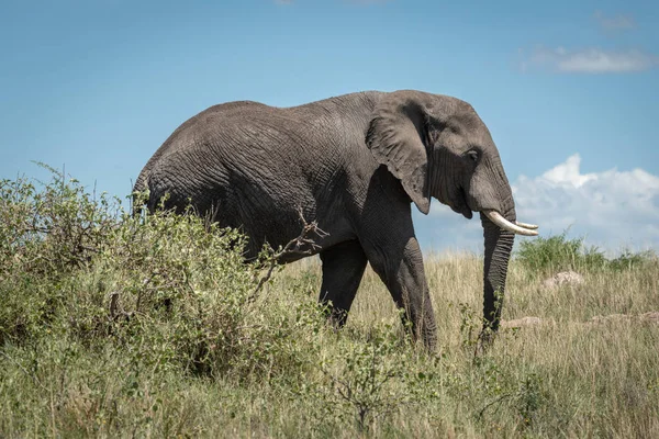 African elephant walks behind bush in savannah