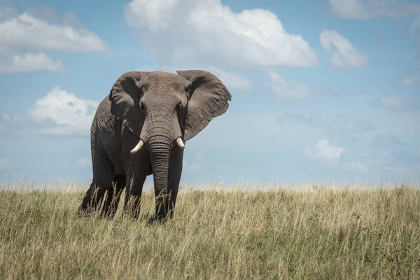 African Elephant twarze kamery stoi na sawanny — Zdjęcie stockowe