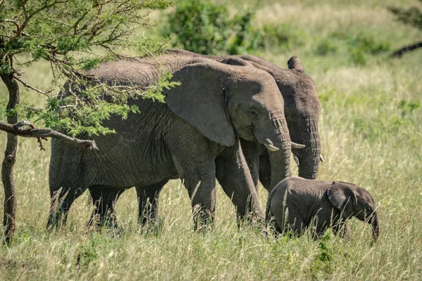 Африканские слоны и теленок пересекают луга — стоковое фото