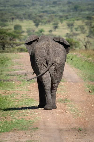 African bush elephant on track from behind — Stock Photo, Image