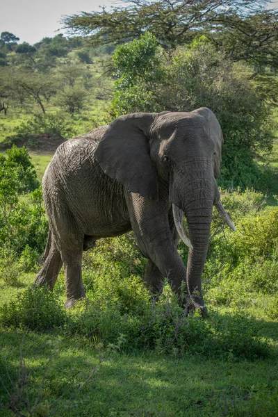非洲丛林大象在斑驳的阳光下行走 — 图库照片