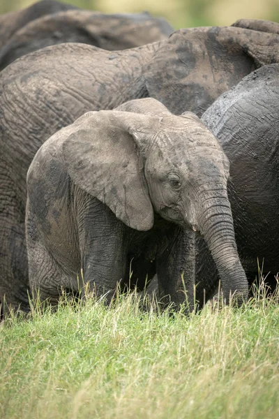 Αφρικανική θάμνος ελέφαντα μοσχάρι στέκεται με αγέλη — Φωτογραφία Αρχείου