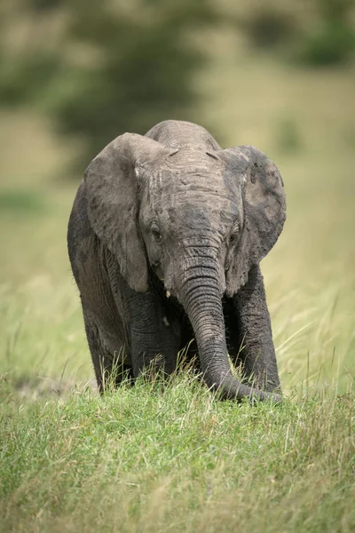 非洲灌木大象小牛站在草地上 — 图库照片