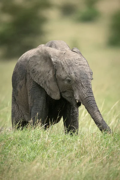 Africano arbusto elefante becerro stands comer hierba — Foto de Stock