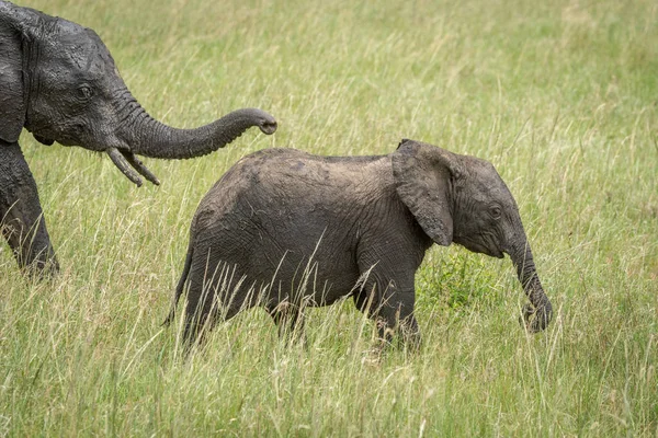 Африканский слон-слон впереди матери — стоковое фото