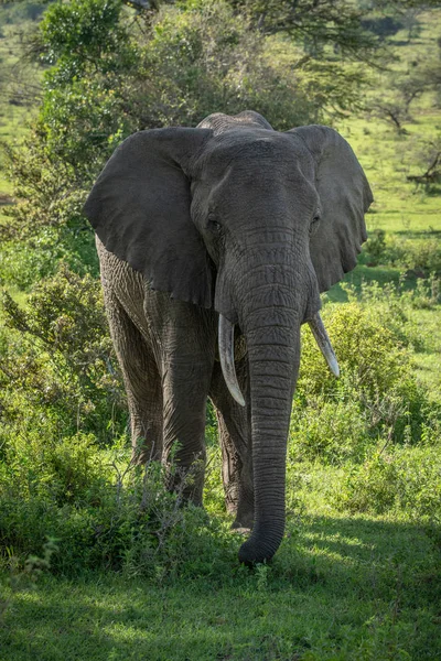 Elefante arbusto africano se encuentra entre arbustos frondosos — Foto de Stock