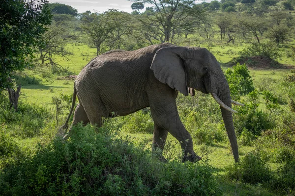 African bush elephant walks past leafy bushes