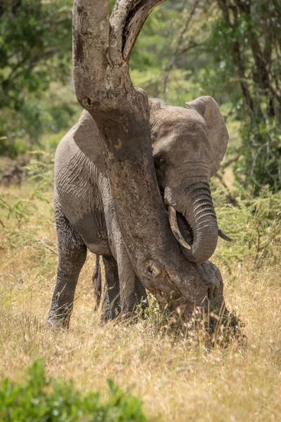 Африканский слон играет в пикабу за согнутым деревом — стоковое фото