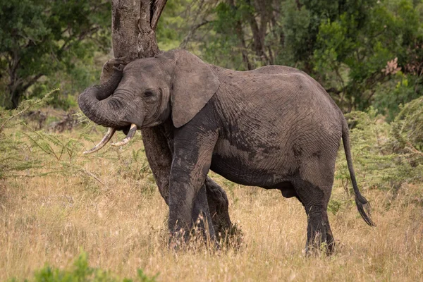 Αφρικανός ελέφαντας τρίβει τον εαυτό του σε διεστραμμένο δέντρο — Φωτογραφία Αρχείου