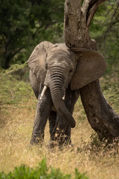 Afrikanischer Elefant reibt sich mit dem Kopf an Baum — Stockfoto