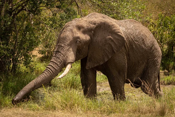 Αφρικανική θάμνος ελέφαντας σε λάσπη τέντωμα κορμό — Φωτογραφία Αρχείου