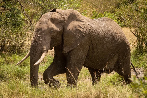 Elefante arbusto africano pasea más allá de la piscina fangosa — Foto de Stock