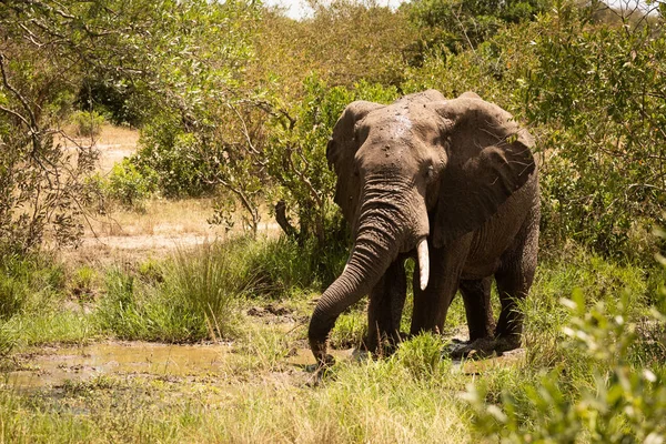 Αφρικανική θάμνος ελέφαντα πίνει από λασπωμένη πισίνα — Φωτογραφία Αρχείου