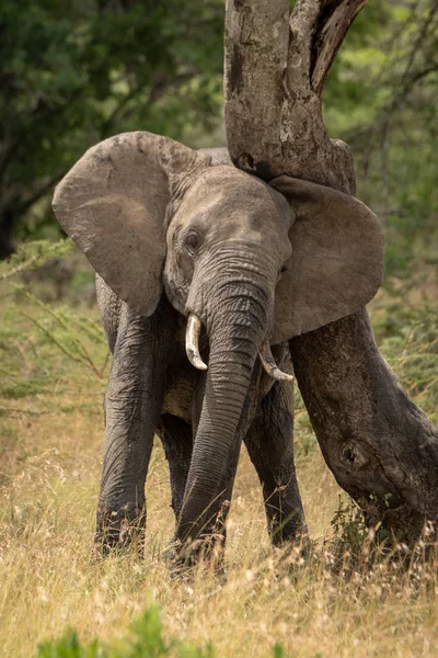 Éléphant d'Afrique frottant sa tête contre un arbre — Photo