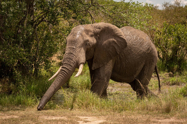 African bush elephant in mud stretches trunk