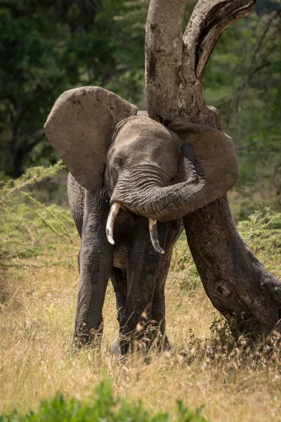 Elefante africano esfrega a cabeça contra árvore dobrada — Fotografia de Stock