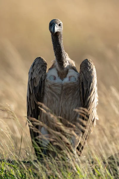 African white-backed vulture eyeing camera in grass — Stock Photo, Image