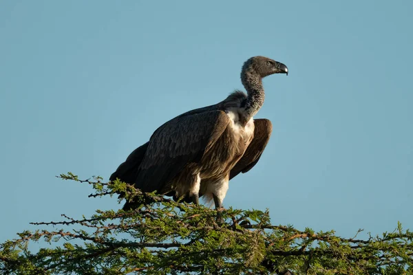 Afrikaanse White-backed Vulture zitstokken bovenop lommerrijke boom — Stockfoto