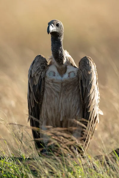 Vautour à dos blanc africain dans une caméra de surveillance de l'herbe — Photo