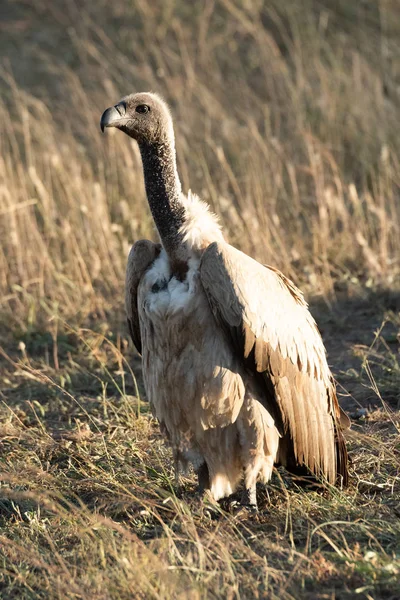 African white-backed vulture on grass stretching neck — Stock Photo, Image