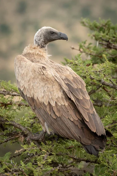 African white-backed vulture in tree turning head — Stock Photo, Image