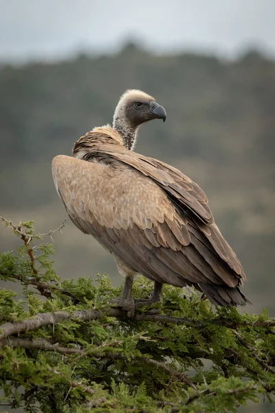 Vautour à dos blanc africain dans un arbre regardant en arrière — Photo