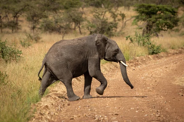 African elephant lifts foot crossing dirt road — Stock Photo, Image