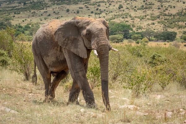 Słoń afrykański z zakurzonym grzbietem przecina wzgórza — Zdjęcie stockowe