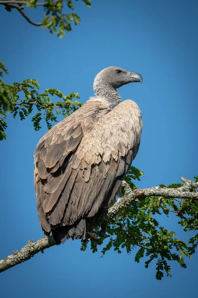 Buitre africano de espalda blanca posado sobre una rama frondosa — Foto de Stock