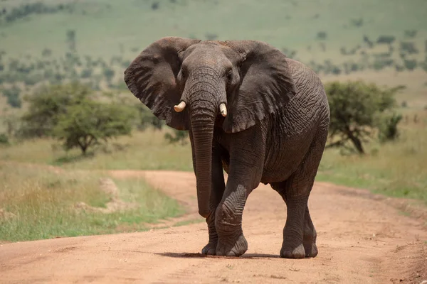 Elefante africano levanta o pé enquanto cruza a pista — Fotografia de Stock