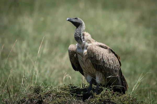 African white-backed vulture on mound looking up — Stock Photo, Image