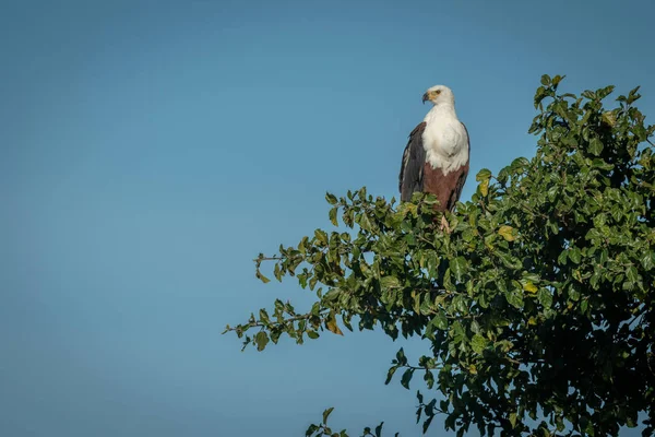 Африканський Орлиний орел окуні в дереві дивиться вниз — стокове фото