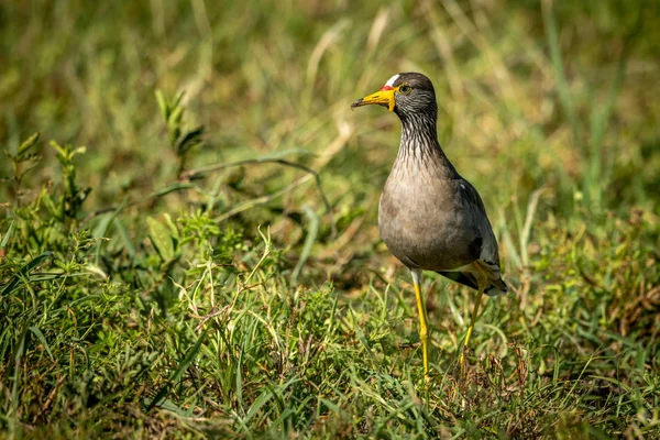 African wattled lapwing in grass eyeing camera — Stock Photo, Image