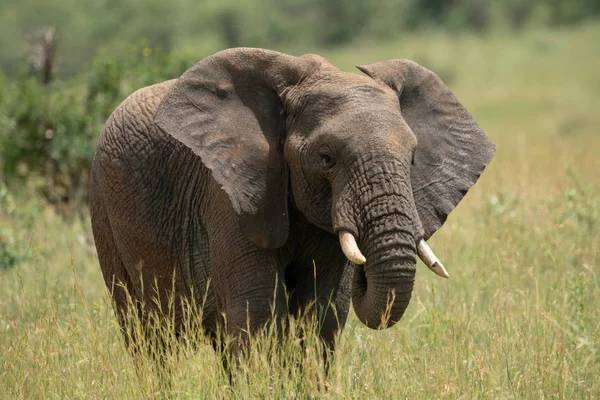 Αφρικανός ελέφαντας με σπασμένο τουίσκ σε γρασίδι — Φωτογραφία Αρχείου