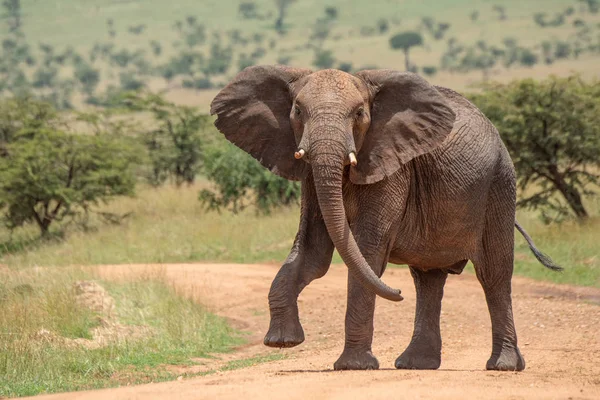 African elephant lifts foot while crossing track