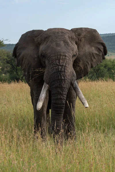 アフリカゾウはカメラに向かって直接立っている — ストック写真