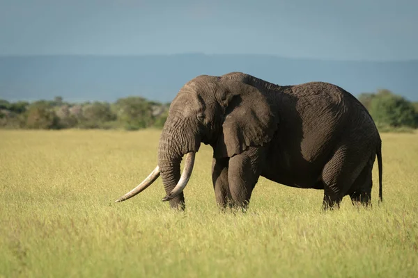 アフリカのブッシュ象は巨大な牙を示すスタンド — ストック写真