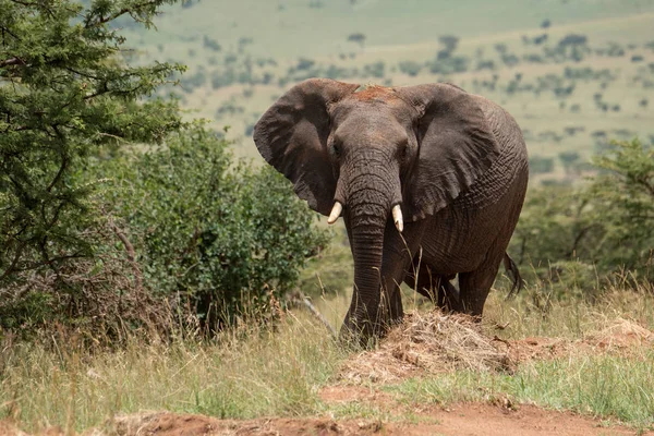 Afrykański słoń wśród krzewów patrzy na kamerę — Zdjęcie stockowe