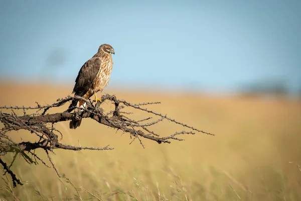 Afrikansk Marsh Harrier uppflugen på Dead Branch — Stockfoto