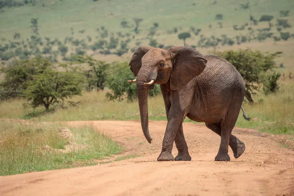 Αφρικανός ελέφαντας ανυψώνει το κεφάλι ενώ διασχίζει την πίστα — Φωτογραφία Αρχείου